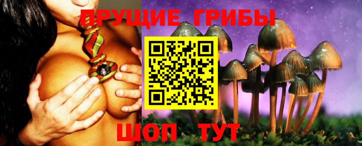 Псилоцибиновые грибы Psilocybine cubensis Северобайкальск